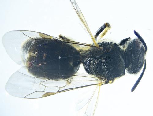 Lasioglossum sp.